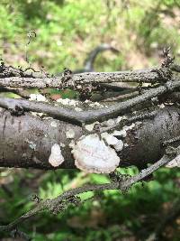 Trametes versicolor image