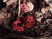 Clathrus crispus image