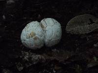 Clathrus crispus image