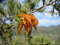 Gymnosporangium juniperi-virginianae image