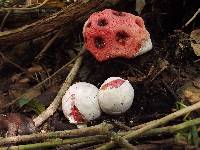 Clathrus crispus image