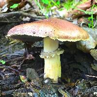 Stropharia rugosoannulata image