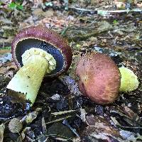 Stropharia rugosoannulata image