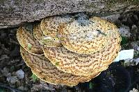 Polyporus squamosus image