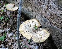 Polyporus squamosus image