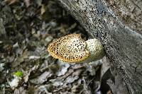 Polyporus squamosus image