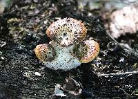 Polyporus squamosus image