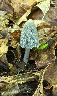 Coprinopsis lagopus image