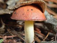 Suillus granulatus image