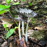 Coprinopsis lagopus image