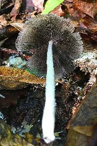 Coprinopsis lagopus image