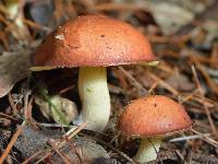 Suillus granulatus image