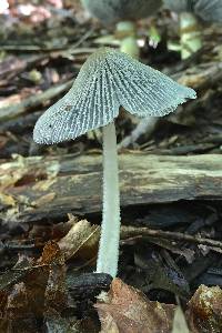 Coprinopsis lagopus image