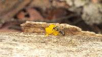 Tremella mesenterica image