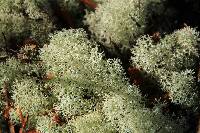 Cladonia confusa image