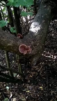 Auricularia cornea image