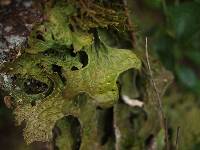 Lobaria pulmonaria image