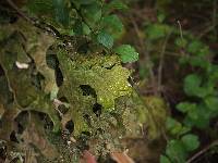 Lobaria pulmonaria image