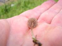 Mycena olivaceomarginata image