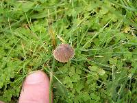 Image of Mycena olivaceomarginata