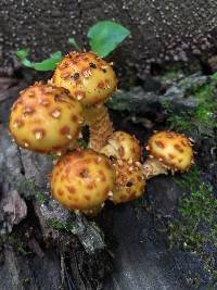 Pholiota aurivella image