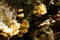 Laetiporus sulphureus image