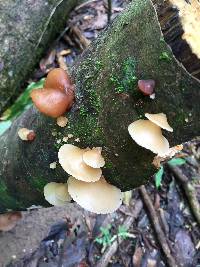 Auricularia delicata image