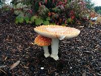 Amanita muscaria image