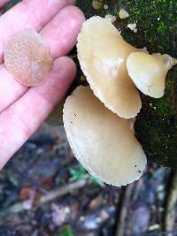 Auricularia delicata image