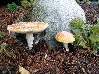 Amanita muscaria image