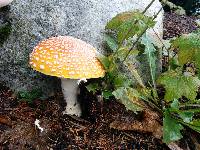 Amanita muscaria image