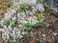 Cladonia rangiferina image