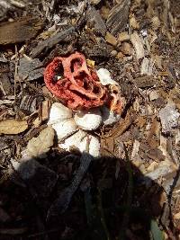 Clathrus ruber image