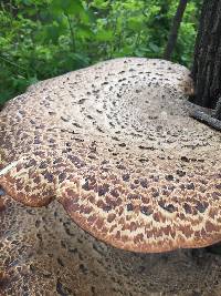 Polyporus squamosus image