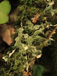 Lobaria pulmonaria image