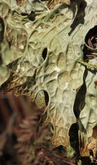 Lobaria pulmonaria image