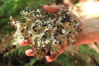 Lobaria pulmonaria image