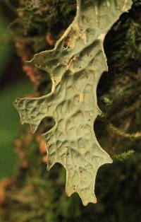 Lobaria pulmonaria image