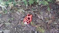 Clathrus ruber image