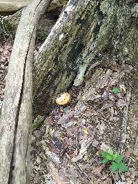 Polyporus squamosus image