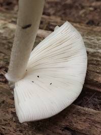 Pluteus cervinus image