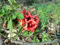 Clathrus ruber image