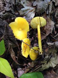 Hygrocybe chlorophana image