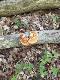 Polyporus squamosus image