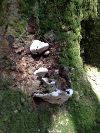 Ganoderma applanatum image