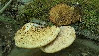 Polyporus squamosus image