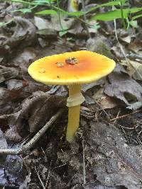 Amanita caesarea image