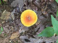 Amanita caesarea image