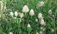 Coprinus comatus image