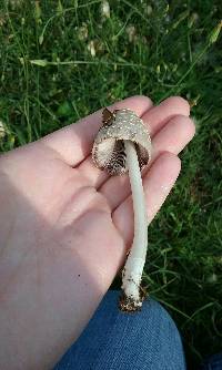 Coprinus comatus image